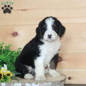 Double Dunker, Bernedoodle Puppy